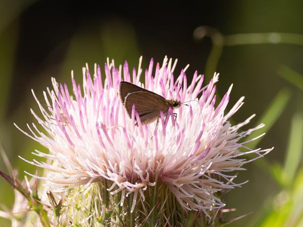 Monk skipper (Asbolis capucinus)